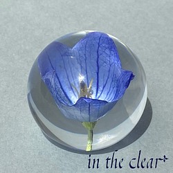 植物標本　桔梗　青　レジン　4センチ球体 1枚目の画像