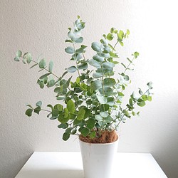 ユーカリの木 180cm 造花 インテリア 観葉植物 Eucalyptus おしゃれ 室内 大型 フェイク グリーン 鉢付き Ysh Japanヤフー店cocoboo 5パック ユーカリガーランド 30フィート ツゲの木ガーランド 人工ユーカリ 緑のガーランド フェイクハンギング植物 結婚式 アーチ壁