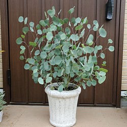 大きめ♪オリーブの木　エルグレコ　大型お洒落鉢植え　苗　シンボルツリー