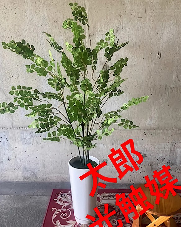 光触媒　人工観葉植物　ウォールグリーン　フェイク　フラワー　アジアンタム花器付大