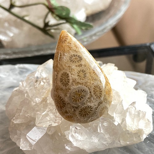 フォッシルコーラル・化石珊瑚（小花柄） 天然石ルース ５ 天然石