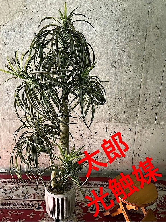 光触媒 人工観葉植物 ウォールグリーン フェイク フラワー ドラセナ苔