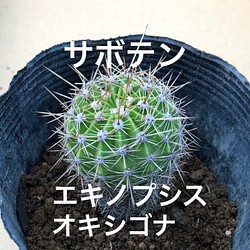 【限定】サボテン エキノプシスオキシゴナ 抜き苗 1株 観葉植物 多肉