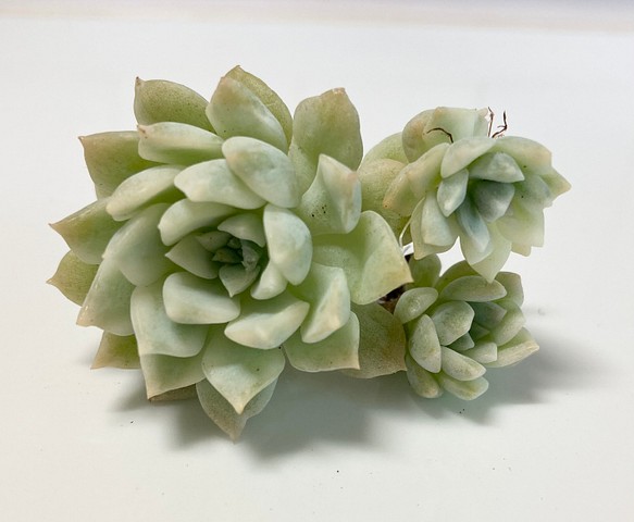 SOLD プロリフィカ錦 群生 厳選韓国苗 名前付き 多肉植物 〜Green