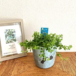 ペペロミア・デピーナ　観葉植物　お洒落なインテリアグリーン 1枚目の画像