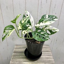 マドカズラ 斑入り Monstera adansonii 6 - その他