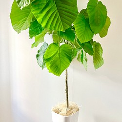 サービス品】観葉植物 フィカス ウンベラータ 高さ130cm 大型 幹太