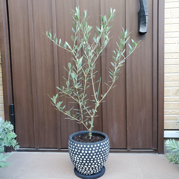 可愛い♡オリーブの木 マンザニロ ドット柄テラコッタ鉢植え シンボル