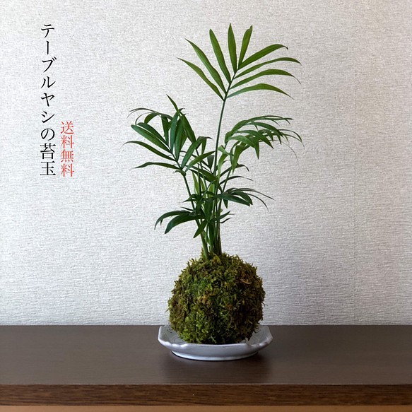 送料無料 テーブルヤシの苔玉 インテリア性の高い観葉植物 フラワー リース Mossball 通販 Creema クリーマ ハンドメイド 手作り クラフト作品の販売サイト