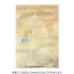 「来来世世」鳥　葉　ほっこり癒しのイラストポストカード2枚組No.014 1枚目の画像