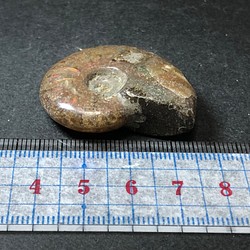アンモナイト化石　② 1枚目の画像
