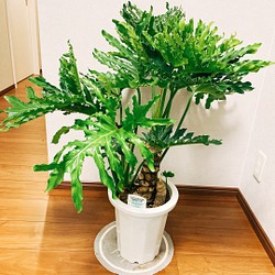 ［現品］　フィロデンドロン　セローム　根上り　観葉植物　かっこいい　サトイモ科　プラスチック鉢　8号 1枚目の画像