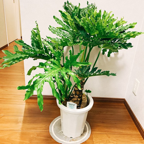 現品］ フィロデンドロン セローム 根上り 観葉植物 かっこいい