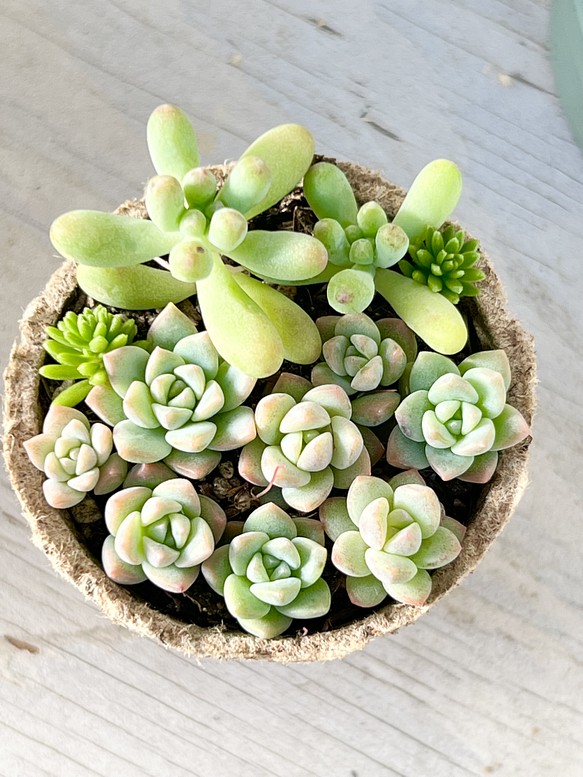 専用です。韓国苗 Sedum corynephyllum(八千代)特大 抜き苗 | opts-ng.com