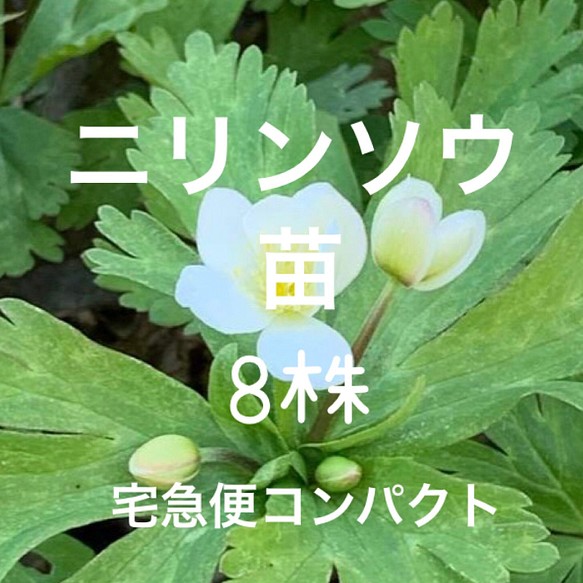 ニリンソウ 苗 8株 二輪草 山野草 多年草 宅急便コンパクト 保湿 フラワー リース ちいさなうさぎ 通販 Creema クリーマ ハンドメイド 手作り クラフト作品の販売サイト