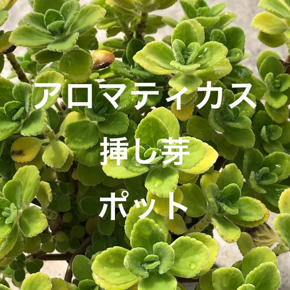 限定 アロマティカス 挿し芽 苗 7 8本 ポット 観葉植物 多肉植物 ハーブ フラワー リース ちいさなうさぎ 通販 Creema クリーマ ハンドメイド 手作り クラフト作品の販売サイト