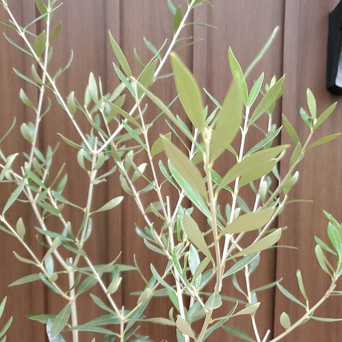 オリーブの木 エルグレコ タイル張りテラコッタ鉢植え 苗木 シンボル 