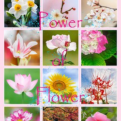 Power of Flower　2023年花のカレンダー２L12枚入り　白い額付き 1枚目の画像