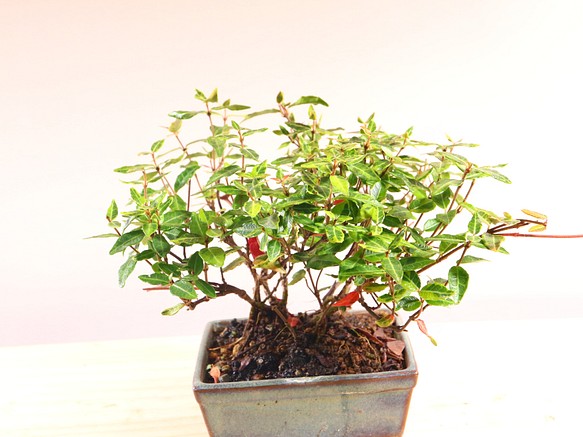 10-4　斑入りチリメンカズラ　小品盆栽　赤い紅葉　小さい葉