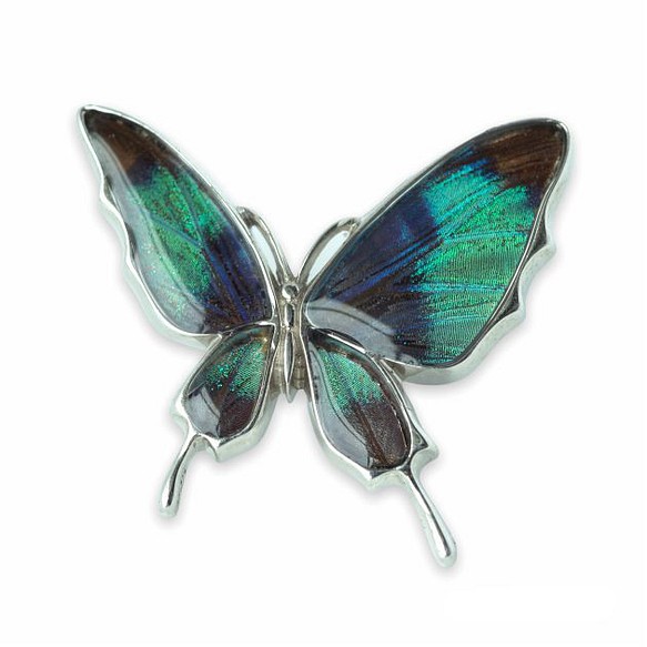 本物の蝶の羽　舞い飛ぶアゲハ蝶デザイン バタフライラペルピン　ドクソコパチェルビナ　[zps077r-gr] 1枚目の画像
