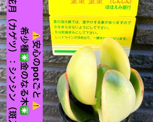 ⚠️安心の potごと⚠️希少種✳️金のなる木✳️ 黄金花月（カゲツ