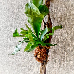 流木アレンジ コウモリラン付け ビカクシダ インテリア植物 1枚目の画像