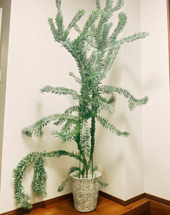 現品］ アカシア ブルーブッシュ コベニー 観葉植物 屋外 ミモザ