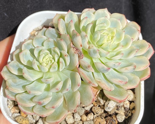 多肉植物 ☆ ピンクミニマ錦 抜き苗 A038 多肉植物 多肉園Le lien（ル