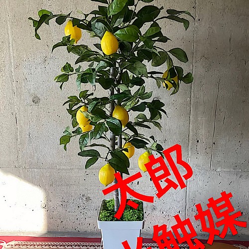 壁掛け光触媒　人工観葉植物　ウォールグリーン　フェイクグリーン　レモン1.25
