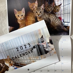 お買い物で繋がる猫達の命［sakuraneko］オリジナル2023年版カレンダー（ラッピング無料） 1枚目の画像