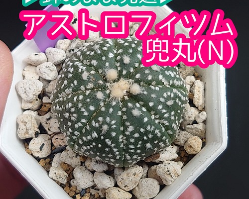 兜丸 (N) アストロフィツム カブト丸 サボテン 多肉植物 多肉植物