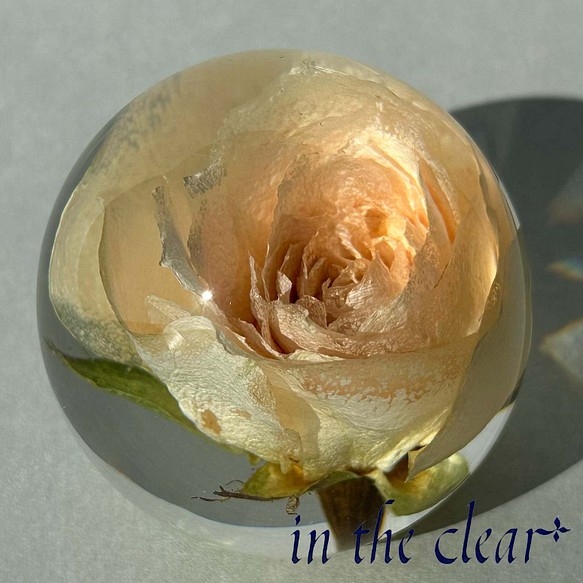 植物標本　薔薇　クリーム色　レジン　５センチ球体 1枚目の画像