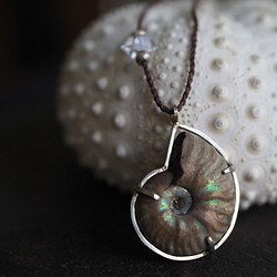 ammonite silver necklace  (woshimonotsuki) 1枚目の画像