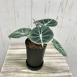 Alocasia reginula Black Velvet アロカシア・ブラックベルベット 3.5