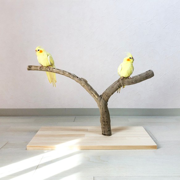 【流木の止まり木】鳥　インコ　バードスタンド　2又、T字型のスリムな止まり木！ 1枚目の画像