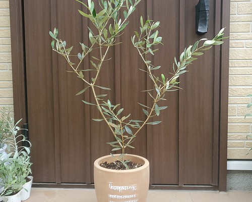 オリーブの木　ルッカ　テラコッタ鉢植え　苗　シンボルツリー