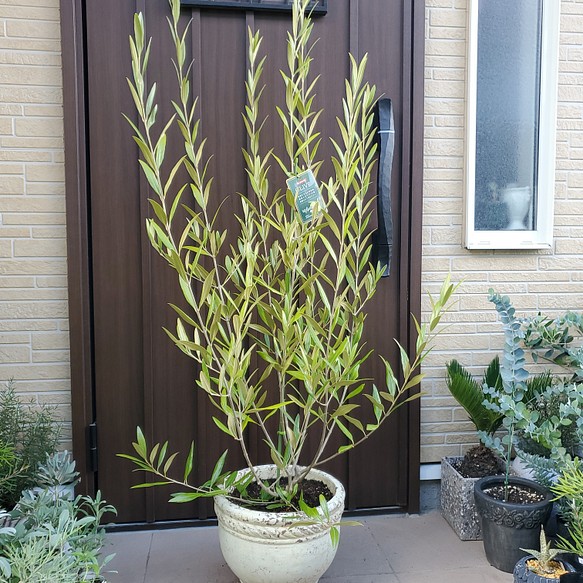 オリーブの木 エルグレコ 変形テラコッタ鉢植え 苗 シンボルツリー-