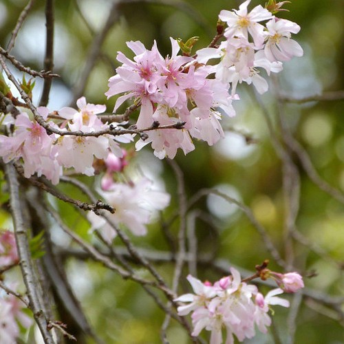 十月桜 ミニ盆栽 二期咲きさくら :20220124171503-00827:Enigma 通販