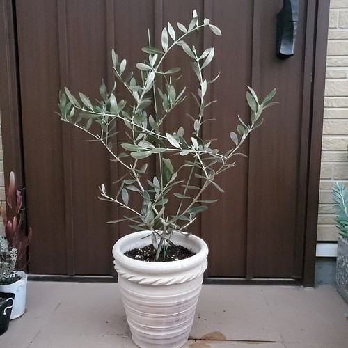 大きめ♡オリーブの木 ルッカ テラコッタ鉢植え シンボルツリーに 