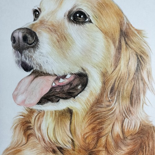 色鉛筆画 犬 No 50 原画 手描き 絵画 Miyu Sアート Miyu 通販 Creema クリーマ ハンドメイド 手作り クラフト作品の販売サイト