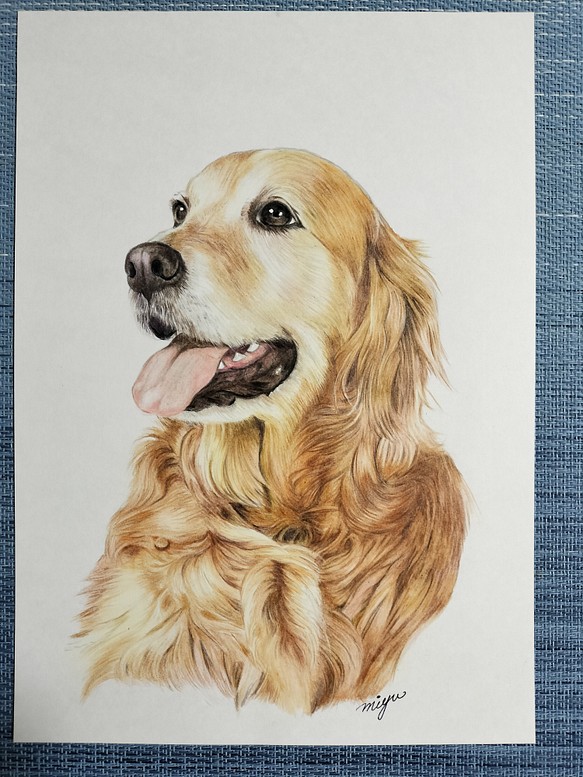 2022人気No.1の hatoです。 色鉛筆画 犬の絵 絵画/タペストリ