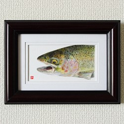 Salvelinus Richardson イワナ 色鉛筆/絵画/自然/渓流/川/魚 絵画