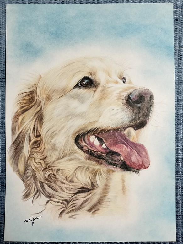 ドローイング パステル画 犬 イヌ ゴールデンレトリバー 絵画 色鉛筆画 