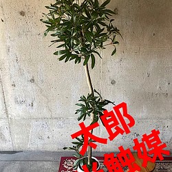 光触媒 人工観葉植物 ウォールグリーン フェイクグリーン シェフレア