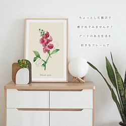 ポスター ボタニカル スイートピー 花 観葉植物 おしゃれ オリジナルデザイン アートポスター A1 A2 A 1枚目の画像
