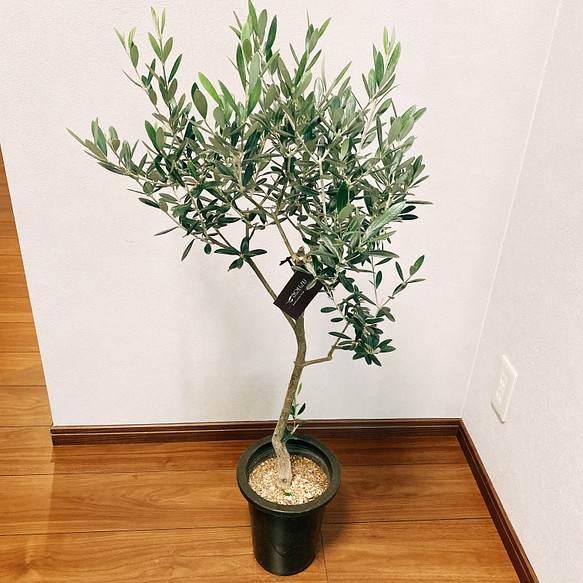 現品 オリーブ マンザニロ 創樹 観葉植物 屋外 ベランダ シンボルツリー おしゃれ プラスチック鉢 玄関 その他インテリア雑貨 Pf Green 通販 Creema クリーマ ハンドメイド 手作り クラフト作品の販売サイト