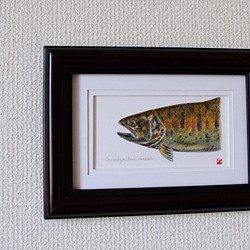 Oncorhynchus mykiss 徳富川のニジマス 色鉛筆/絵画/自然/渓流/川/魚