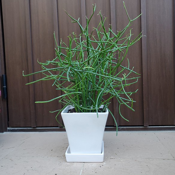 ミルクブッシュ 陶器鉢植え 苗 多肉植物 サボテン 多肉植物 fleurir フルリール 通販｜Creema(クリーマ)