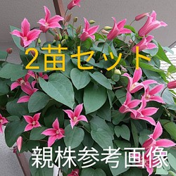 エバーフレッシュ 観葉植物 その他インテリア雑貨 バイリビンク 通販 Creema クリーマ ハンドメイド 手作り クラフト作品の販売サイト