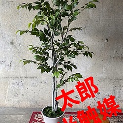 光触媒 人工観葉植物 ウォールグリーン フェイクグリーン コーヒーの木